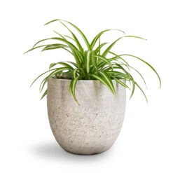 Chlorophytum Vittatum - Spider Plant 13 Chlorophytum Vittatum - Spider Plant -Plant Promotion Store Chlorophytum Vittatum Spider Plant 12x35cm Cas Plant Pot Cool Grey 17x15cm