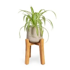 Patt Plant Pot - Tall Stand - Grey Washed -Plant Promotion Store Chlorophytum Vittatum Spider Plant 12x35cm Patt Plant Pot Tall Stand Grey Washed 23x34cm 26d37d9a ed80 4e45 9308 bbfb26fc2c74