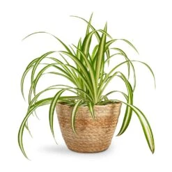 Chlorophytum Vittatum - Spider Plant 16 Chlorophytum Vittatum - Spider Plant -Plant Promotion Store Chlorophytum Vittatum Spider Plant 12x35cm Selin Plant Basket Jute 15x12cm 55c3b876 8b68 4f5a 8ae9 b581ca36259b