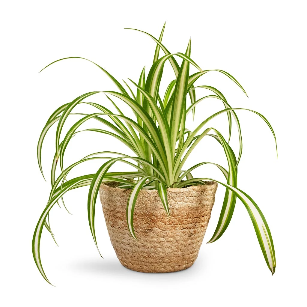 Chlorophytum Vittatum - Spider Plant 8 Chlorophytum Vittatum - Spider Plant - Image 6
