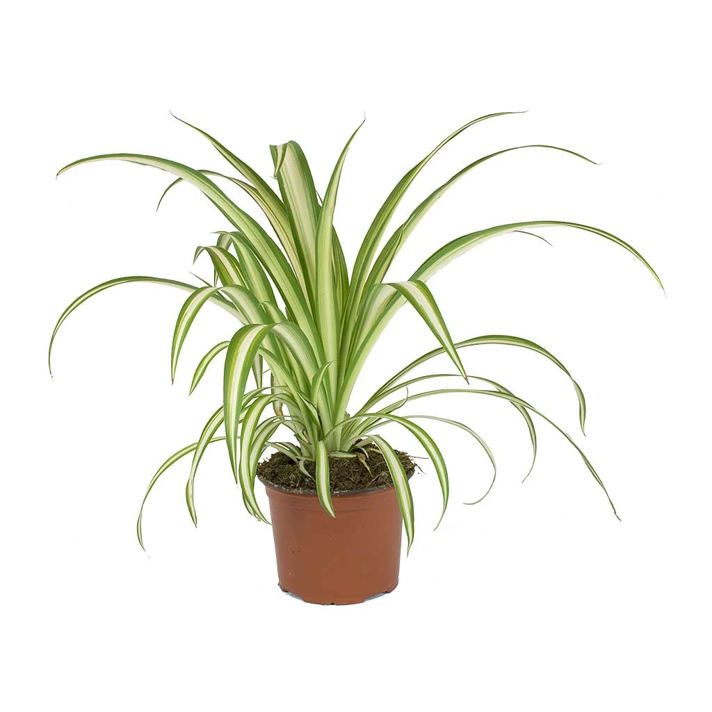 Chlorophytum Vittatum - Spider Plant 6 Chlorophytum Vittatum - Spider Plant - Image 4