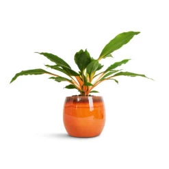 Chlorophytum Orchidastrum Green Orange 23 Chlorophytum Orchidastrum Green Orange -Plant Promotion Store Chlorophytum orchidastrum Green Orange 12x40cm Charlotte Plant Pot Orange 19x16cm