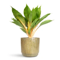 Chlorophytum Orchidastrum Green Orange 28 Chlorophytum Orchidastrum Green Orange -Plant Promotion Store Chlorophytum orchidastrum Green Orange 12x40cm Cille Pot Forest 19x17cm