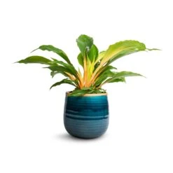 Iris Plant Pot - Turquoise 27 Iris Plant Pot - Turquoise -Plant Promotion Store Chlorophytum orchidastrum Green Orange 12x40cm Iris Plant Pot Turquoise 15x14cm