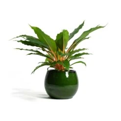 Charlotte Plant Pot - Green 31 Charlotte Plant Pot - Green -Plant Promotion Store Chlorophytum orchidastrum Green Orange Charlotte Plant Pot Green f13d40ff 6a85 4acc 856f af6e20ea8cad