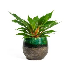 Lindy Plant Pot - Black Green 39 Lindy Plant Pot - Black Green -Plant Promotion Store Chlorophytum orchidastrum Green Orange Lindy Plant Pot Black Green