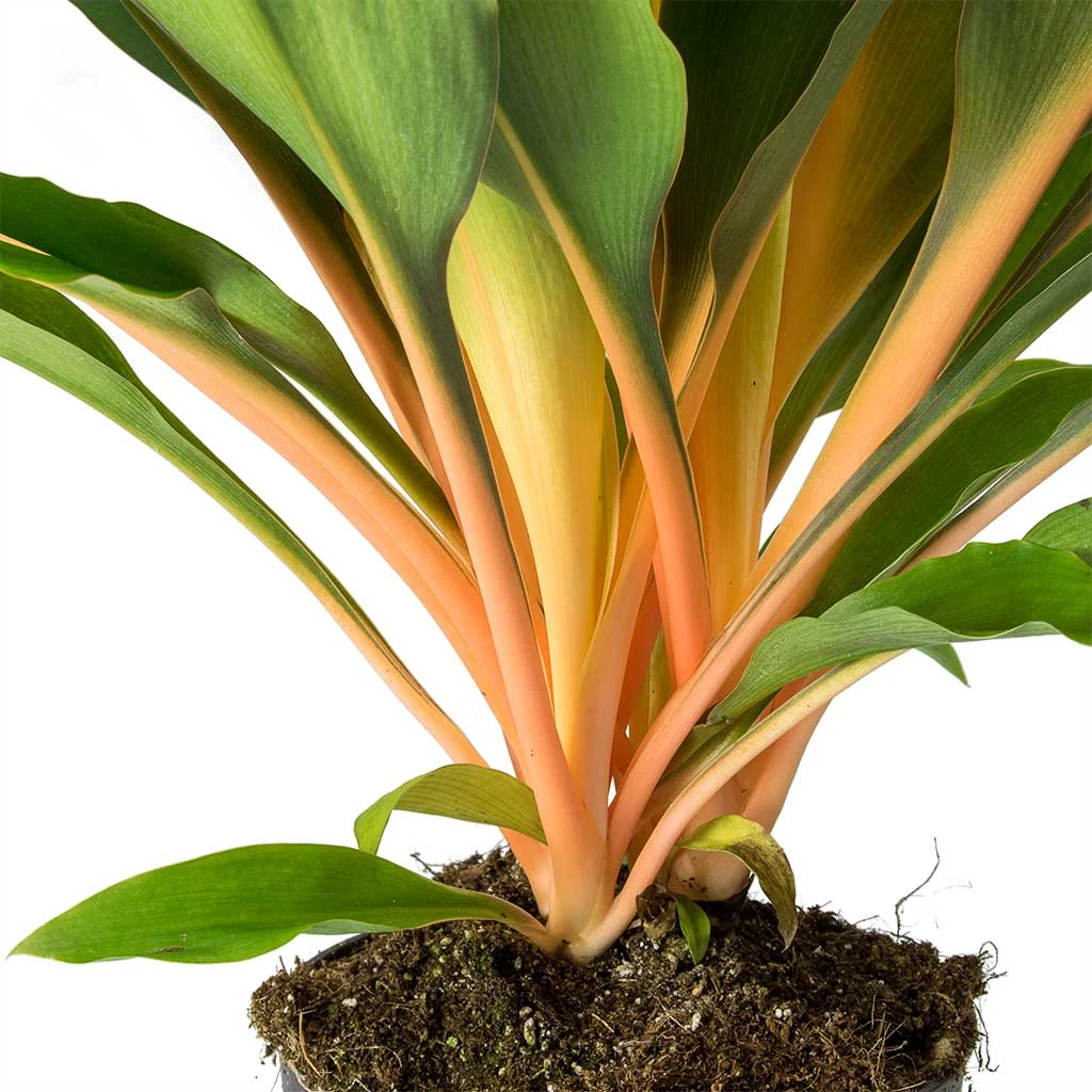 Chlorophytum Orchidastrum Green Orange 12 Chlorophytum Orchidastrum Green Orange - Image 10