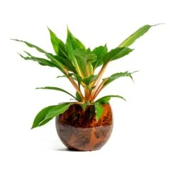Chlorophytum Orchidastrum Green Orange 24 Chlorophytum Orchidastrum Green Orange -Plant Promotion Store Chlorophytum orchidastrum Green Orange kae cayenne plant pot