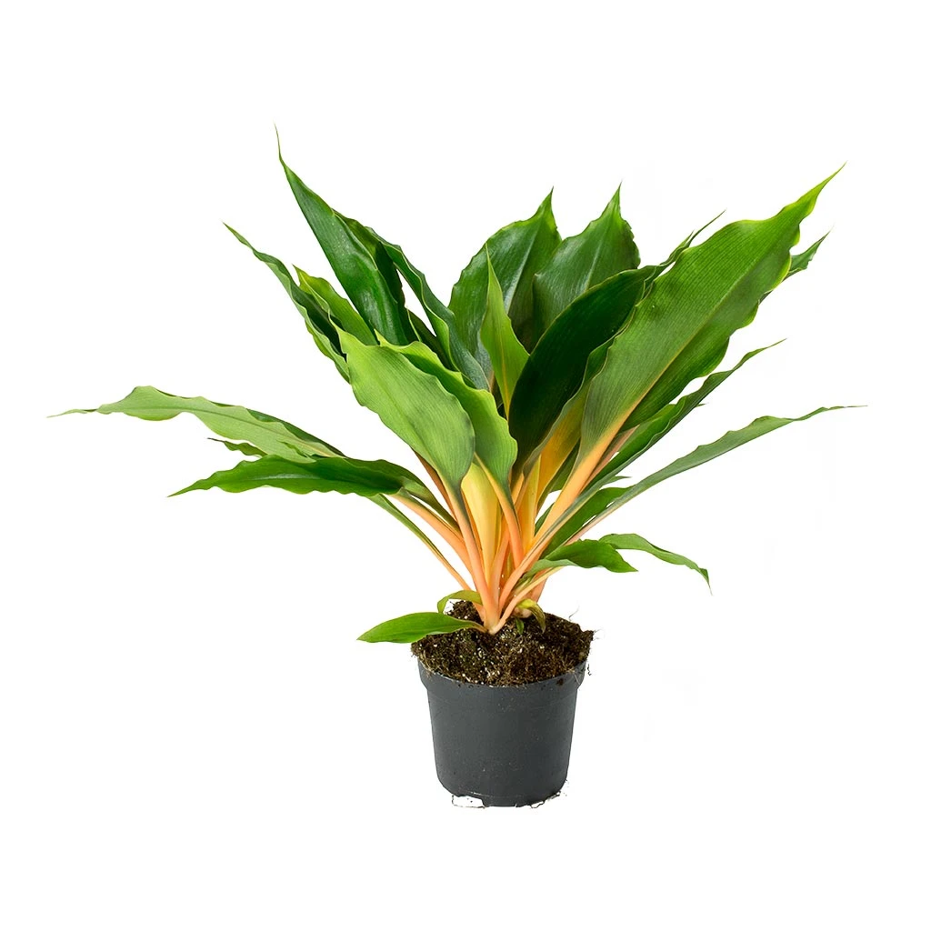 Chlorophytum Orchidastrum Green Orange 7 Chlorophytum Orchidastrum Green Orange - Image 5