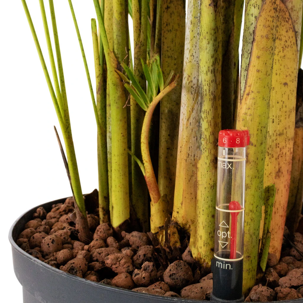 Chrysalidocarpus - Areca Palm - HydroCare 4 Chrysalidocarpus - Areca Palm - HydroCare - Image 2