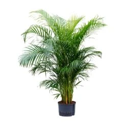 Chrysalidocarpus - Areca Palm - HydroCare 14 Chrysalidocarpus - Areca Palm - HydroCare -Plant Promotion Store Chrysalidocarpus Areca Palm Hydroculture 28 19x160cm