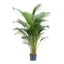 Chrysalidocarpus - Areca Palm - HydroCare 18 Chrysalidocarpus - Areca Palm - HydroCare -Plant Promotion Store Chrysalidocarpus Areca Palm Hydroculture Indoor Plant Large