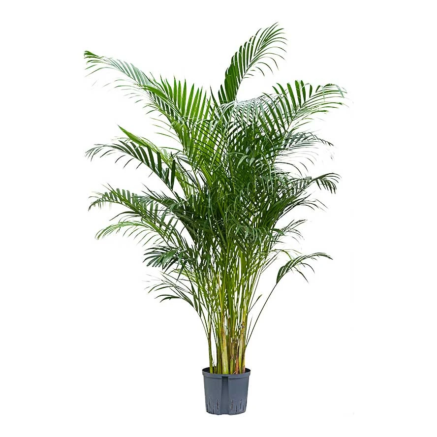 Chrysalidocarpus - Areca Palm - HydroCare 9 Chrysalidocarpus - Areca Palm - HydroCare - Image 7