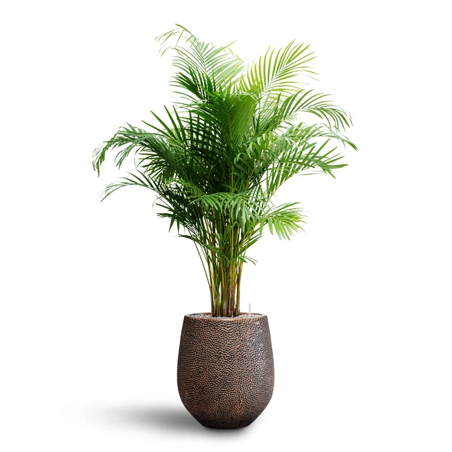 Chrysalidocarpus - Areca Palm - HydroCare 8 Chrysalidocarpus - Areca Palm - HydroCare - Image 6