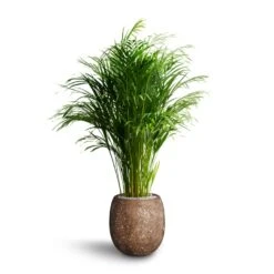 Chrysalidocarpus - Areca Palm - HydroCare 16 Chrysalidocarpus - Areca Palm - HydroCare -Plant Promotion Store Chrysalidocarpus Areca Palm Hydroculture Polystone Coated Plain Balloon Planter Rock