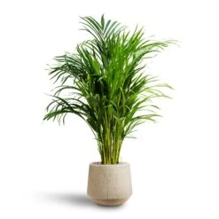 Raindrop Tube Round Planter - Stone 20 Raindrop Tube Round Planter - Stone -Plant Promotion Store Chrysalidocarpus Areca Palm Hydroculture Raindrop Egg Planter Stone c26d9c9b 81c0 4e29 8ea7 3ab1ad9c834f