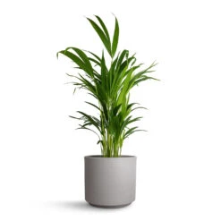 Chrysalidocarpus Lutescens - Areca Palm 32 Chrysalidocarpus Lutescens - Areca Palm -Plant Promotion Store Chrysalidocarpus Lutescens Areca Palm 17x70cm Leon Plant Pot Cement 20.5x18cm f846ce77 5b5a 480c 8f7d 6455905c278d