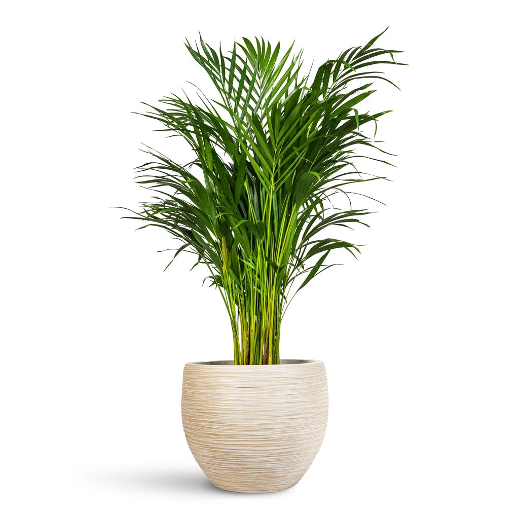 Dune Globe Planter - Oat 5 Dune Globe Planter - Oat - Image 3