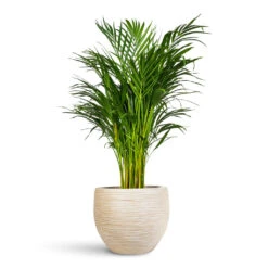 Chrysalidocarpus Lutescens - Areca Palm 33 Chrysalidocarpus Lutescens - Areca Palm -Plant Promotion Store Chrysalidocarpus lutescens Areca 21x100cm Dune Globe Planter Oat 37x29cm