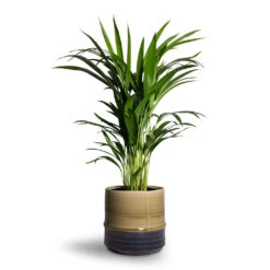 Marlijn Plant Pot - Thyme 39 Marlijn Plant Pot - Thyme -Plant Promotion Store Chrysalidocarpus lutescens Areca Palm 14x50cm Marlijn Plant Pot Thyme 17x16cm