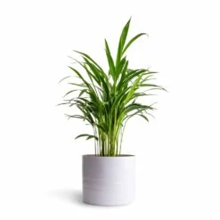 Hadleigh Plant Pot - White 20 Hadleigh Plant Pot - White -Plant Promotion Store Chrysalidocarpus lutescens Areca Palm 14x50cmHadleigh Plant Pot White 20x17.5cm