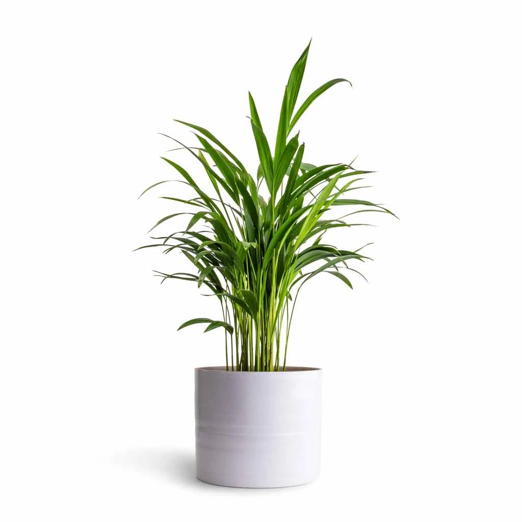 Hadleigh Plant Pot - White 11 Hadleigh Plant Pot - White - Image 9