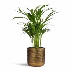 Solis Embossed Plant Pot - Gold -Plant Promotion Store Chrysalidocarpus lutescens Areca Palm 17x55cm Solis Embossed Plant Pot Gold 18x18cm