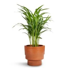 Chrysalidocarpus Lutescens - Areca Palm 35 Chrysalidocarpus Lutescens - Areca Palm -Plant Promotion Store Chrysalidocarpus lutescens Areca Palm 17x70cm Aries Handles Plant Pot Bright Rust 19x20cm 4c0c4e57 9b24 437f bf2c a0a190b2b38e