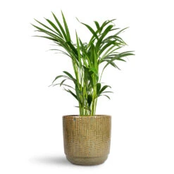 Chrysalidocarpus Lutescens - Areca Palm 34 Chrysalidocarpus Lutescens - Areca Palm -Plant Promotion Store Chrysalidocarpus lutescens Areca Palm 17x70cm Cille Plant Pot Forest 21x20cm