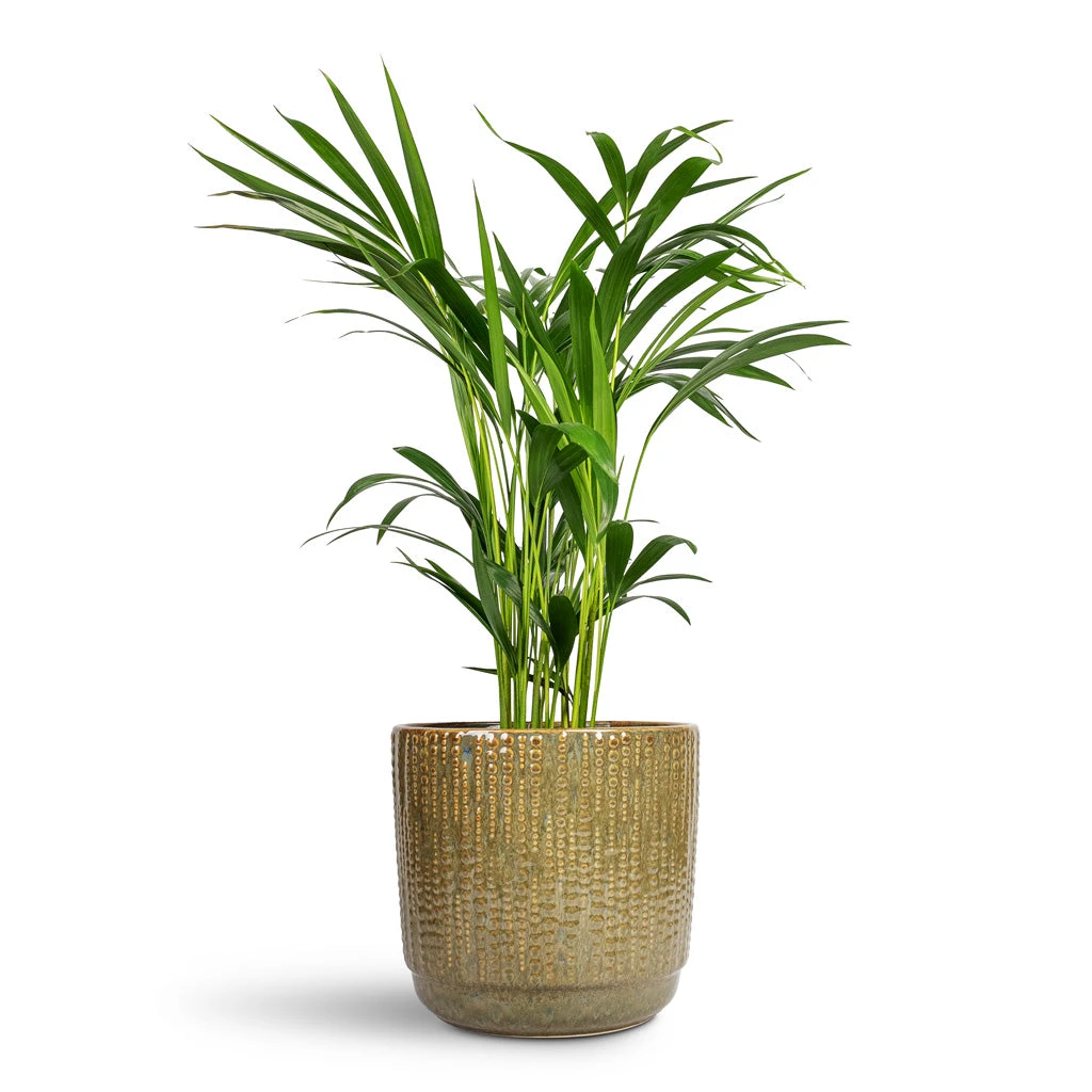 Chrysalidocarpus Lutescens - Areca Palm 15 Chrysalidocarpus Lutescens - Areca Palm - Image 13