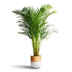 Chrysalidocarpus Lutescens - Areca Palm 27 Chrysalidocarpus Lutescens - Areca Palm -Plant Promotion Store Chrysalidocarpus lutescens Areca Palm 21x100cm Bamboo Plant Pot White 23x23cm 1
