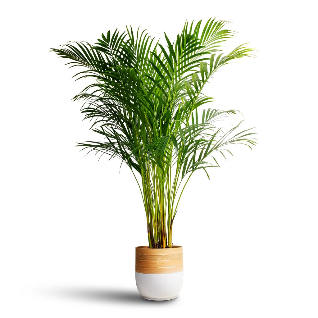 Chrysalidocarpus Lutescens - Areca Palm 8 Chrysalidocarpus Lutescens - Areca Palm - Image 6