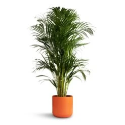 Chrysalidocarpus Lutescens - Areca Palm 37 Chrysalidocarpus Lutescens - Areca Palm -Plant Promotion Store Chrysalidocarpus lutescens Areca Palm 21x100cm Lisbon Plant Pot Coral 24x24cm 6fad2e4a 5594 47da 8d81 916478e98a1f