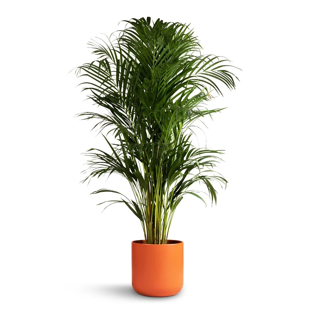 Chrysalidocarpus Lutescens - Areca Palm 18 Chrysalidocarpus Lutescens - Areca Palm - Image 16
