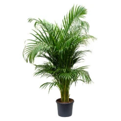 Chrysalidocarpus Lutescens - Areca Palm 26 Chrysalidocarpus Lutescens - Areca Palm -Plant Promotion Store Chrysalidocarpus lutescens Areca Palm