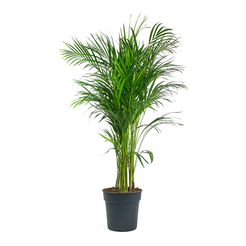 Chrysalidocarpus Lutescens - Areca Palm 22 Chrysalidocarpus Lutescens - Areca Palm - Image 20