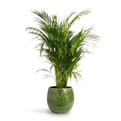 Chrysalidocarpus Lutescens - Areca Palm 24 Chrysalidocarpus Lutescens - Areca Palm -Plant Promotion Store Chrysalidocarpus lutescens Areca Palm 24x120cm Aimee Plant Pot Pear 33x28cm