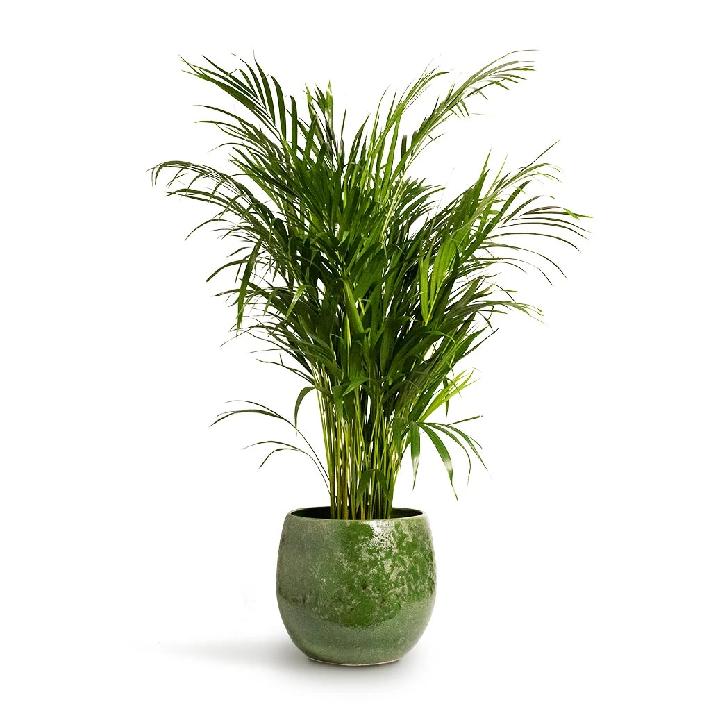 Chrysalidocarpus Lutescens - Areca Palm 5 Chrysalidocarpus Lutescens - Areca Palm - Image 3