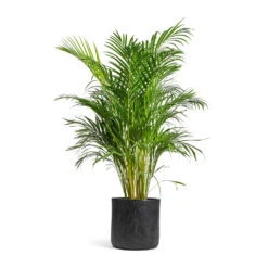 Raindrop Round Planter - Anthracite 10 Raindrop Round Planter - Anthracite -Plant Promotion Store Chrysalidocarpus lutescens Areca Palm 24x120cm Raindrop Round Planter Anthracite 34x32cm 4534128b c5eb 4880 b353 e689a24803ce