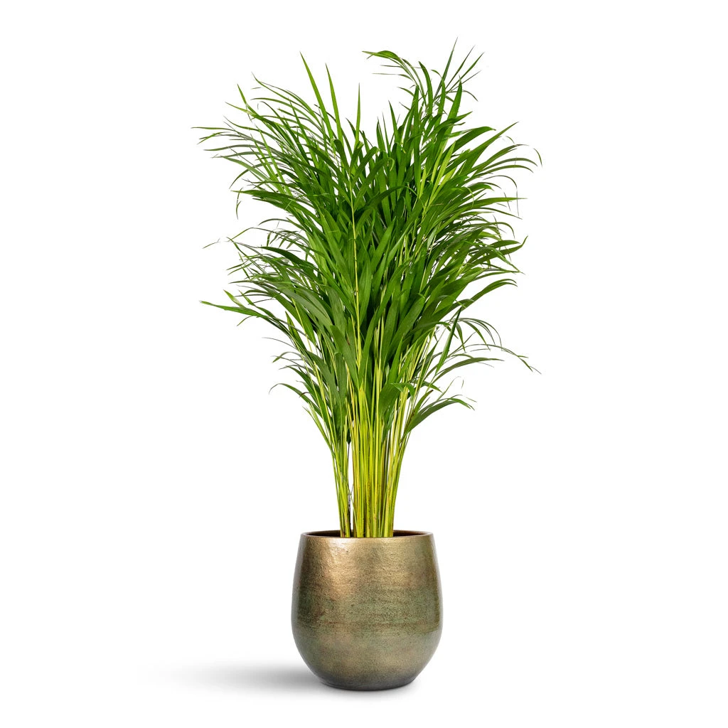 Chrysalidocarpus Lutescens - Areca Palm 21 Chrysalidocarpus Lutescens - Areca Palm - Image 19