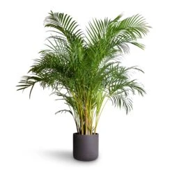 Chrysalidocarpus Lutescens - Areca Palm 38 Chrysalidocarpus Lutescens - Areca Palm -Plant Promotion Store Chrysalidocarpus lutescens Areca Palm 27x150cm Charlie Plant Pot Black Washed 32x31cm