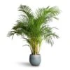 Chrysalidocarpus Lutescens - Areca Palm 2 Chrysalidocarpus Lutescens - Areca Palm -Plant Promotion Store Chrysalidocarpus lutescens Areca Palm 27x150cm Ryan Plant Pot Blue Gold 36x32cm