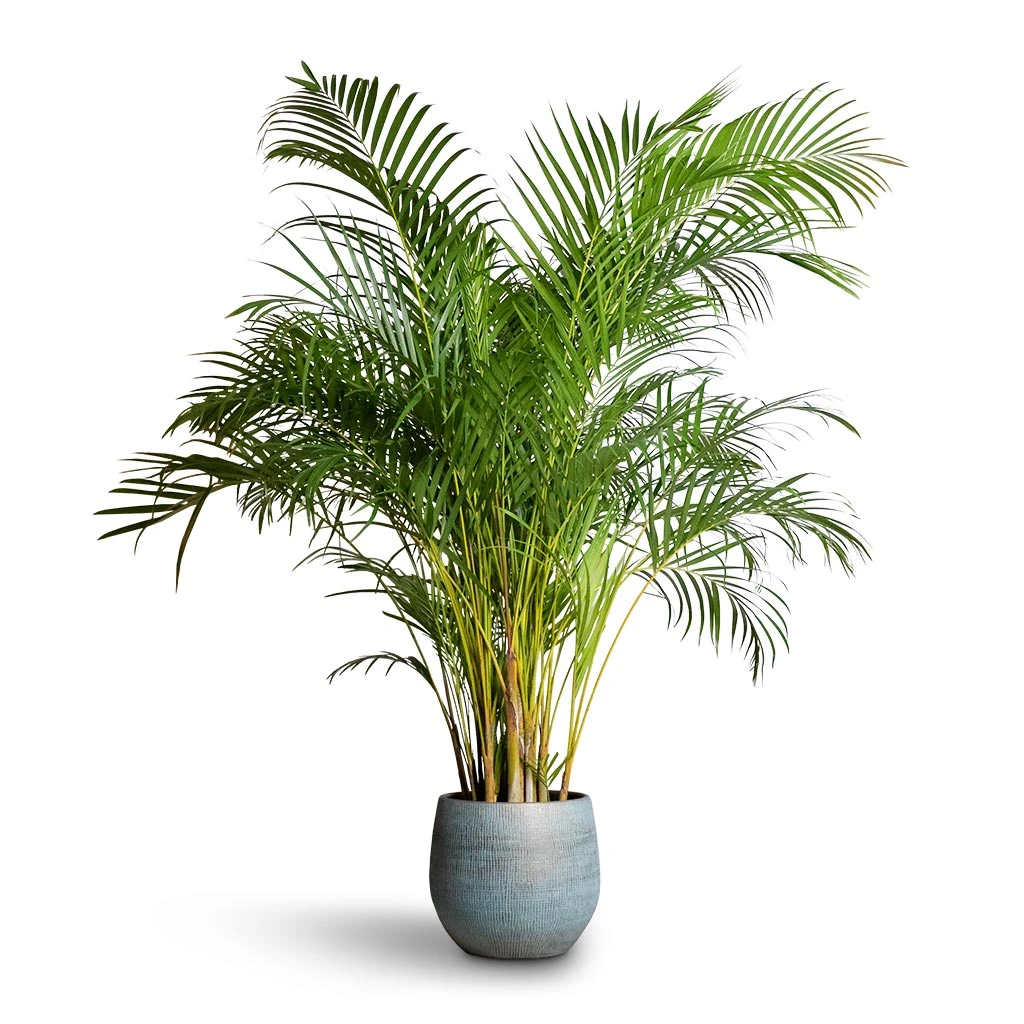 Chrysalidocarpus Lutescens - Areca Palm 3 Chrysalidocarpus Lutescens - Areca Palm