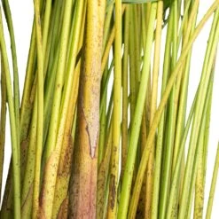 Chrysalidocarpus Lutescens - Areca Palm 25 Chrysalidocarpus Lutescens - Areca Palm -Plant Promotion Store Chrysalidocarpus lutescens Areca Palm Close
