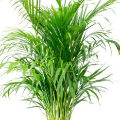 Chrysalidocarpus - Areca Palm - HydroCare 19 Chrysalidocarpus - Areca Palm - HydroCare -Plant Promotion Store Chrysalidocarpus lutescens Areca Palm Leaves e8fcecef 1c2a 4d92 962c c93ae4f90fa8