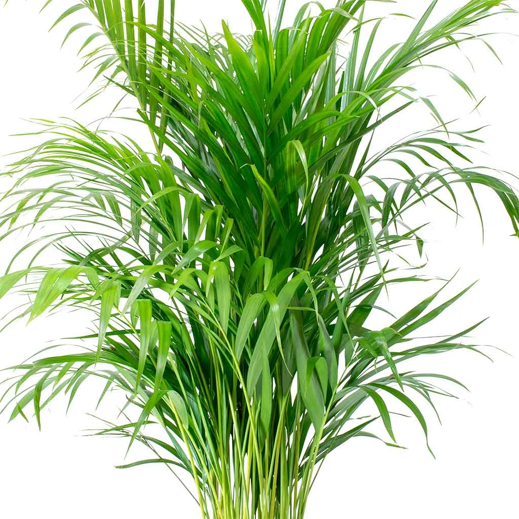 Chrysalidocarpus - Areca Palm - HydroCare 10 Chrysalidocarpus - Areca Palm - HydroCare - Image 8