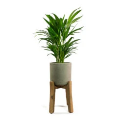 Charlie Plant Pot - Tall Stand - Grey Washed 14 Charlie Plant Pot - Tall Stand - Grey Washed -Plant Promotion Store Chrysalidocarpus lutescens Areca Palm Patt Plant Pot Low Stand Black Washed