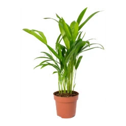 Chrysalidocarpus Lutescens - Areca Palm 31 Chrysalidocarpus Lutescens - Areca Palm -Plant Promotion Store Chrysalidocarpus lutescens Areca Palm Small