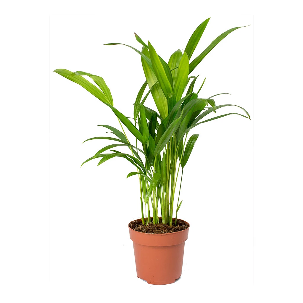 Chrysalidocarpus Lutescens - Areca Palm 12 Chrysalidocarpus Lutescens - Areca Palm - Image 10