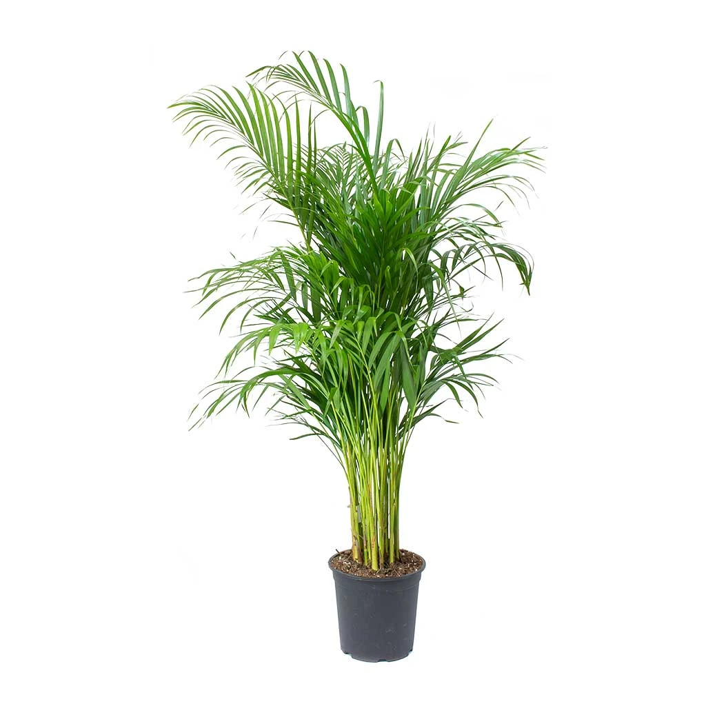 Chrysalidocarpus Lutescens - Areca Palm 17 Chrysalidocarpus Lutescens - Areca Palm - Image 15